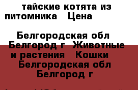 тайские котята из питомника › Цена ­ 15 000 - Белгородская обл., Белгород г. Животные и растения » Кошки   . Белгородская обл.,Белгород г.